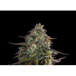 CHEESE AUTO EXPERT SEEDS