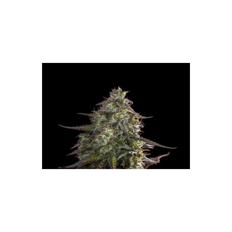 CHEESE AUTO EXPERT SEEDS