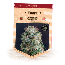 GUAVA EXPERT SEEDS