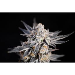 Expert Gorilla Auto EXPERT SEEDS