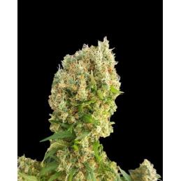CHEMDOG GORILLA EXPERT SEEDS