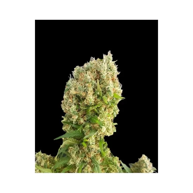 CHEMDOG GORILLA EXPERT SEEDS