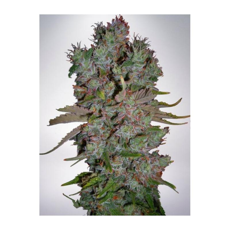 AUTO BLUEBERRY DOMINA MINISTRY OF CANNABIS