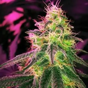 BLACK JACK NIRVANA