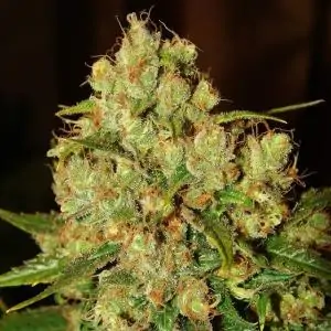 MASTER KUSH NIRVANA