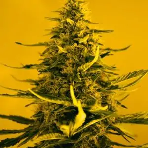 WHITE WIDOW NIRVANA