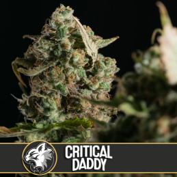 CRITICAL DADDY PURPLE