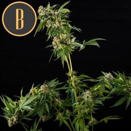 Mamba Negra Blimburn Cannabis Seeds