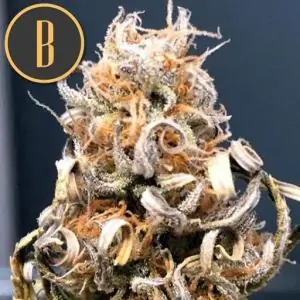 TANGIE AUTO BLIMBURN