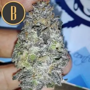 GELATO blimburn