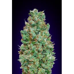 Auto Blueberry