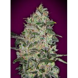 Bubble Gum Fast 00 Seeds