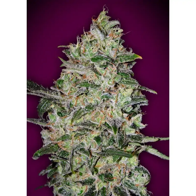Bubble Gum Fast 00 Seeds