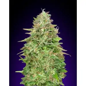 Critical Poison Fast 00 Seeds