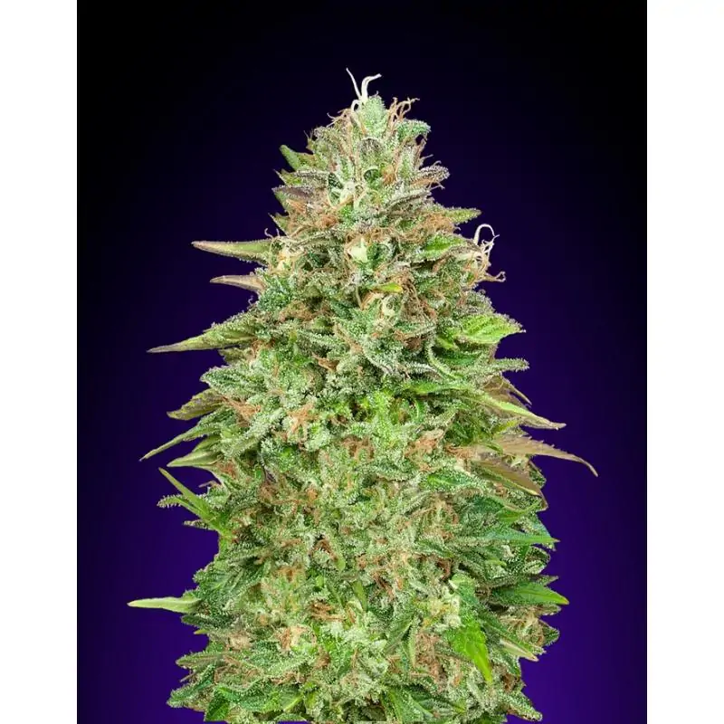 Critical Poison Fast 00 Seeds
