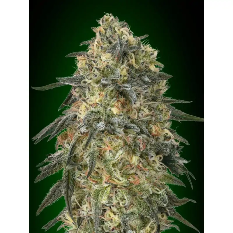 Gorilla 00 Seeds
