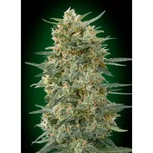 Gorilla Fast 00 Seeds