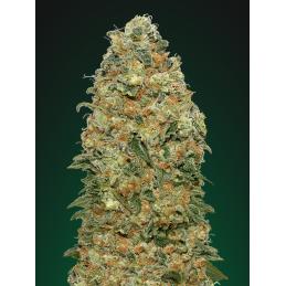 White Widow 00 Seeds