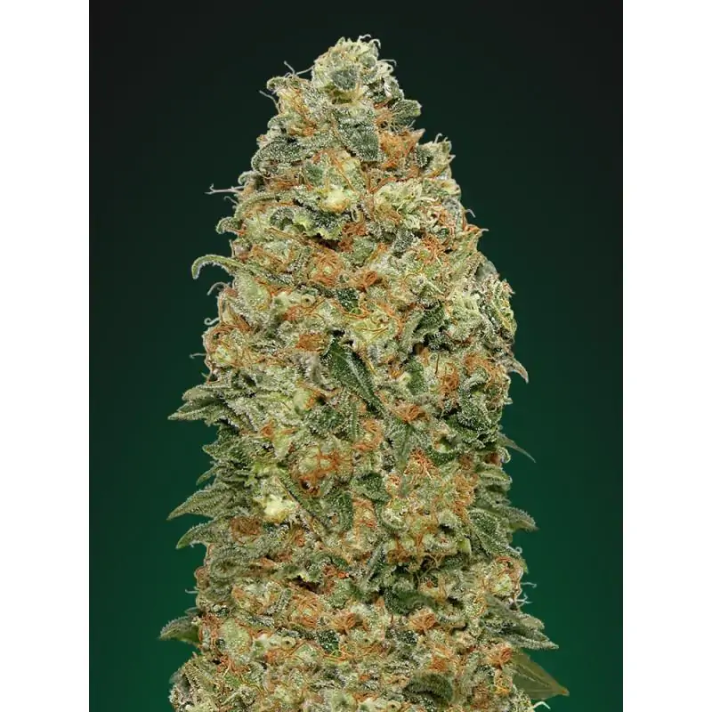 White Widow 00 Seeds