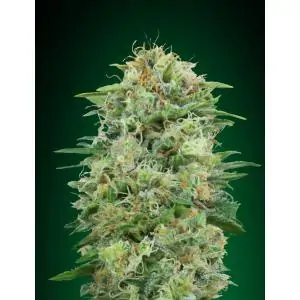 White Widow CBD 00 seeds