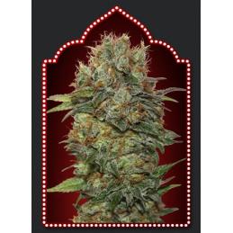 Auto Chocolate Kush 00 Seeds