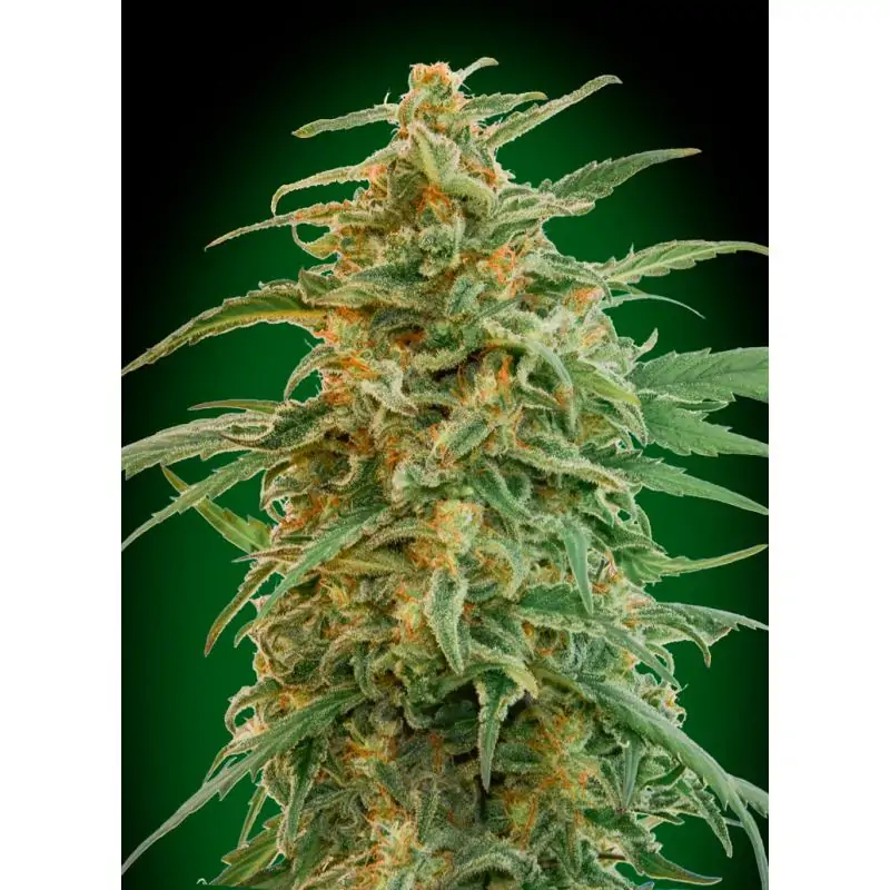 Auto Gorilla 00 Seeds