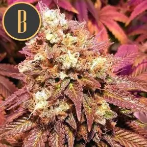 BC DIESEL