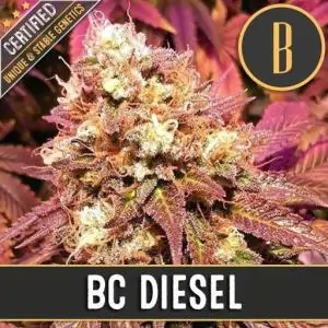 BC DIESEL
