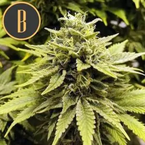 BC DIESEL