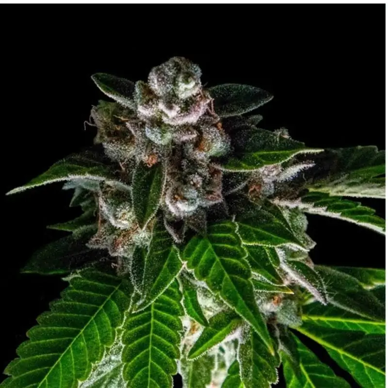 Bakers Delight dna genetics