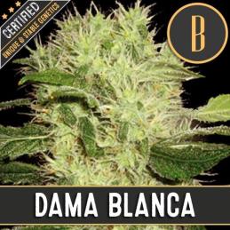 DAMA BLANCA