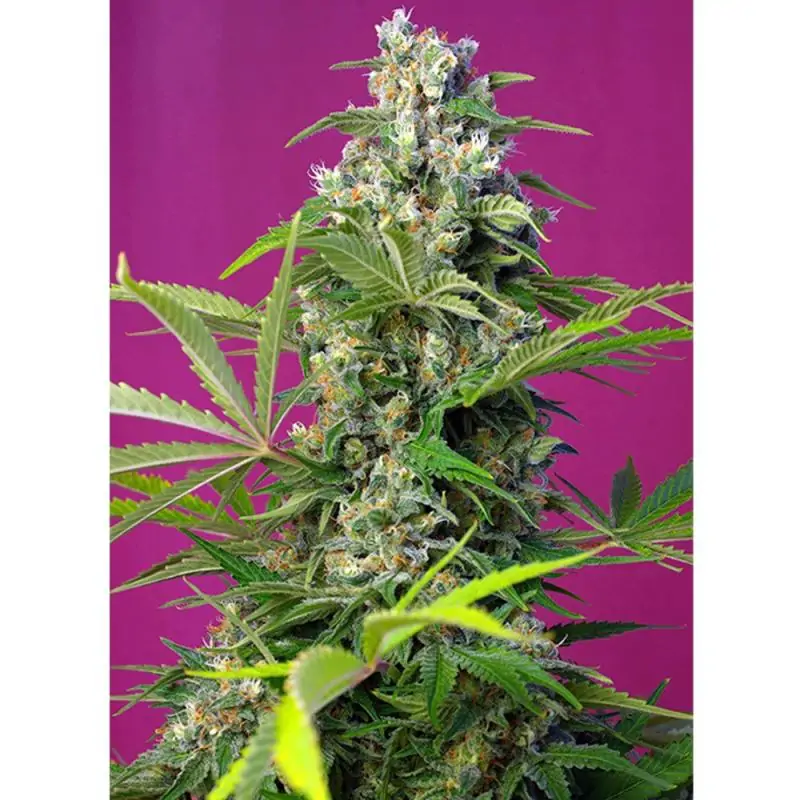 Gorilla Girl sweet seeds