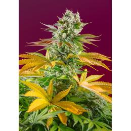 Gorilla Girl F1 Fast Version sweet seeds