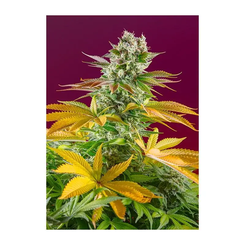 Gorilla Girl F1 Fast Version sweet seeds