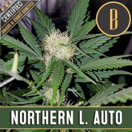 NORTHERN LIGHTS AUTO