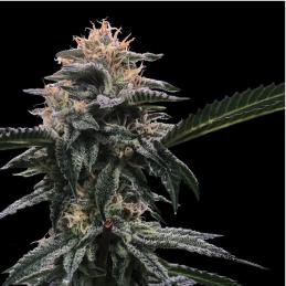Banana Sorbet dna genetics