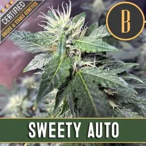 SWEETY AUTO DE BLIMBURN