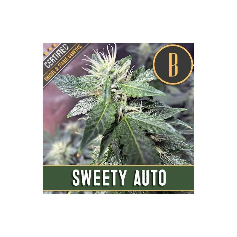 SWEETY AUTO DE BLIMBURN