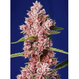 TROPICANNA POISON F1 FAST VERSION sweet seeds