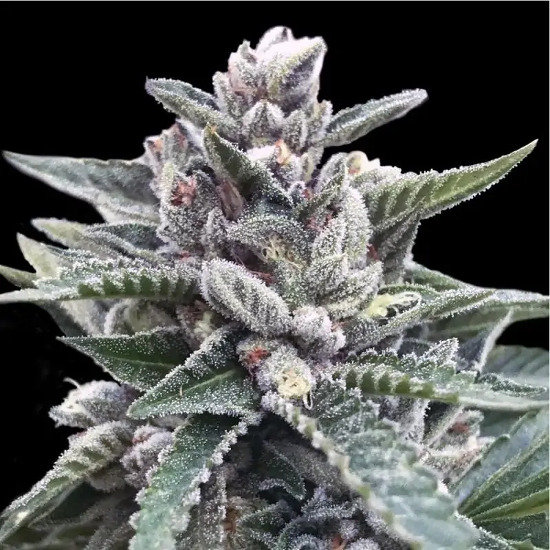 KOSHER SORBET DNA GENETICS