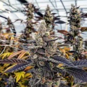 Chem Cookies Regulares