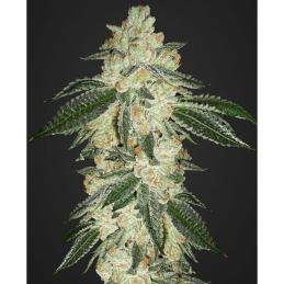 Green Crack Auto FAST BUDS