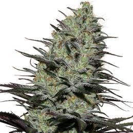 Morpheus Buddha seeds