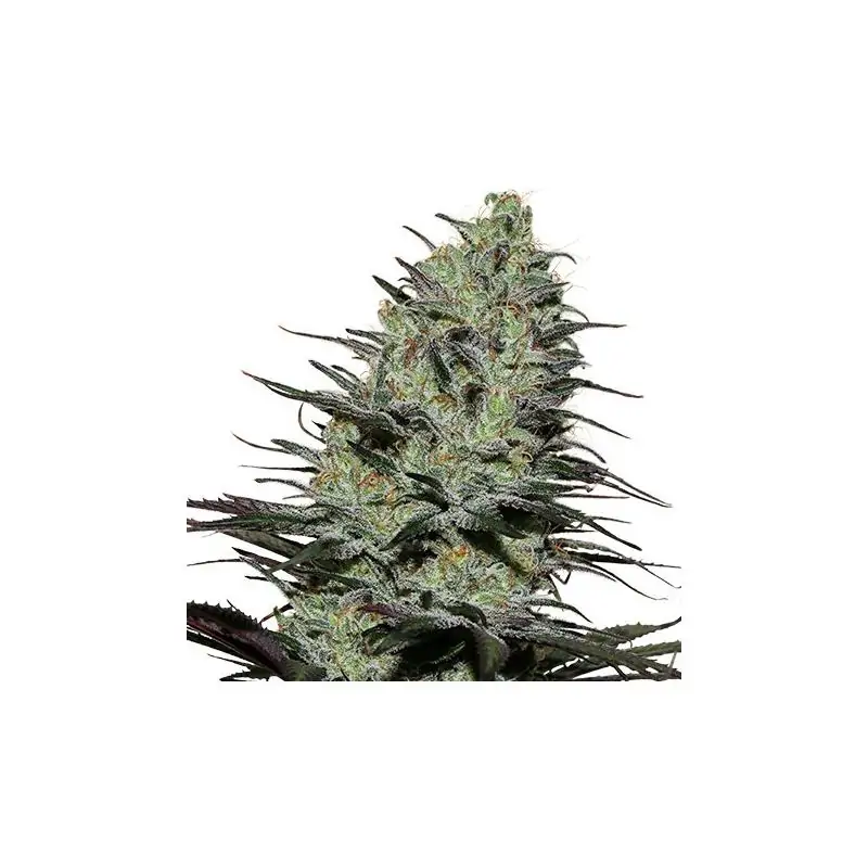Morpheus Buddha seeds