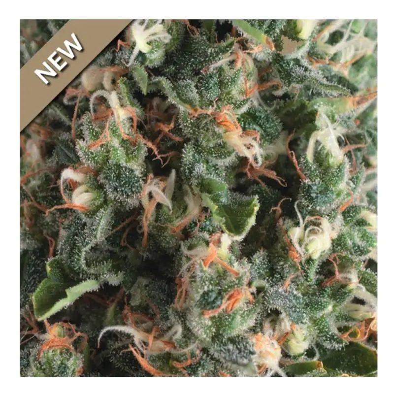 Auto Super OG Kush PYRAMID