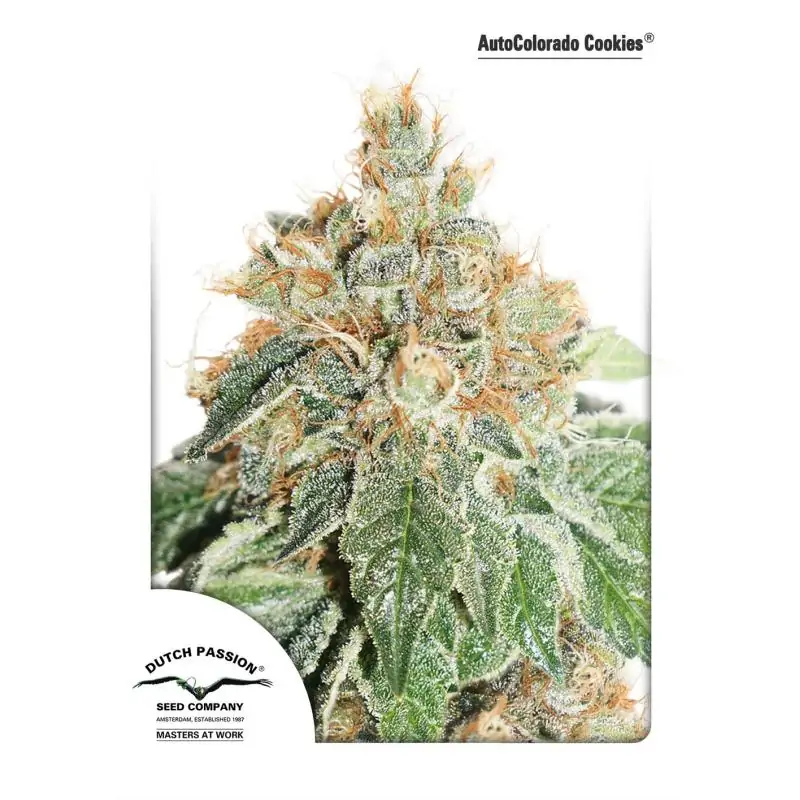AUTO COLORADO COOKIES DUTCH PASSION