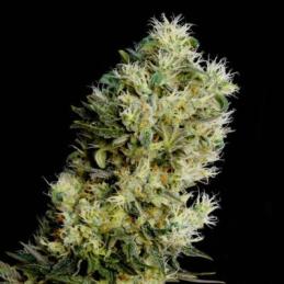 AMNESIA BILBO AUTO GENEHTIK