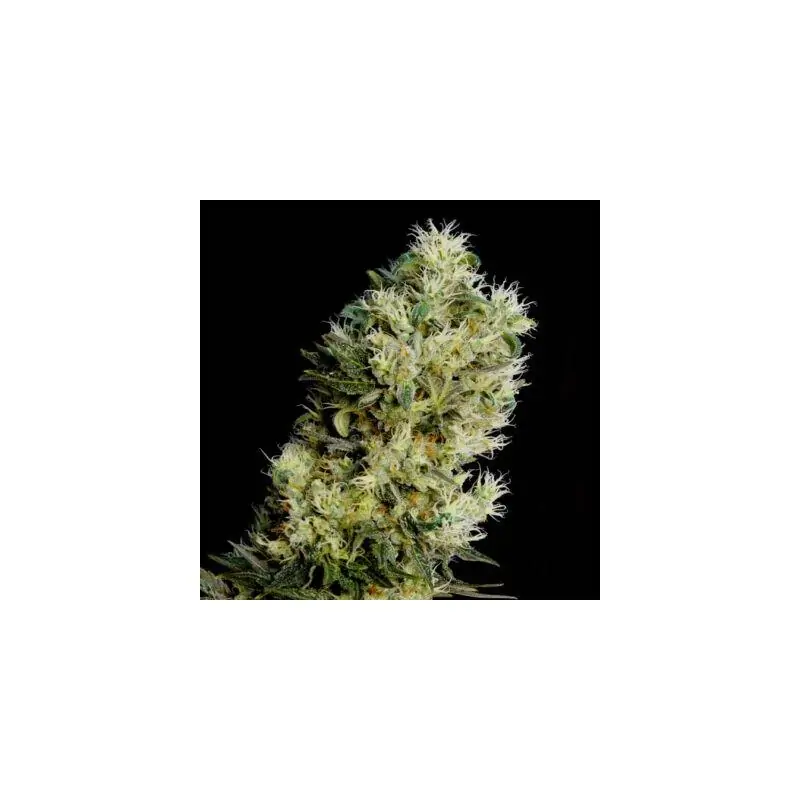 AMNESIA BILBO AUTO GENEHTIK