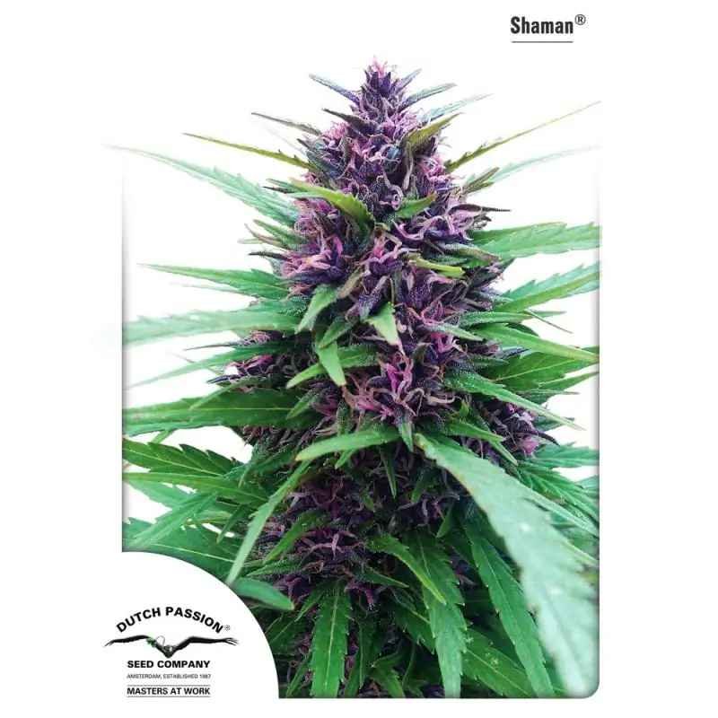 SHAMAN DUTCH PASSION