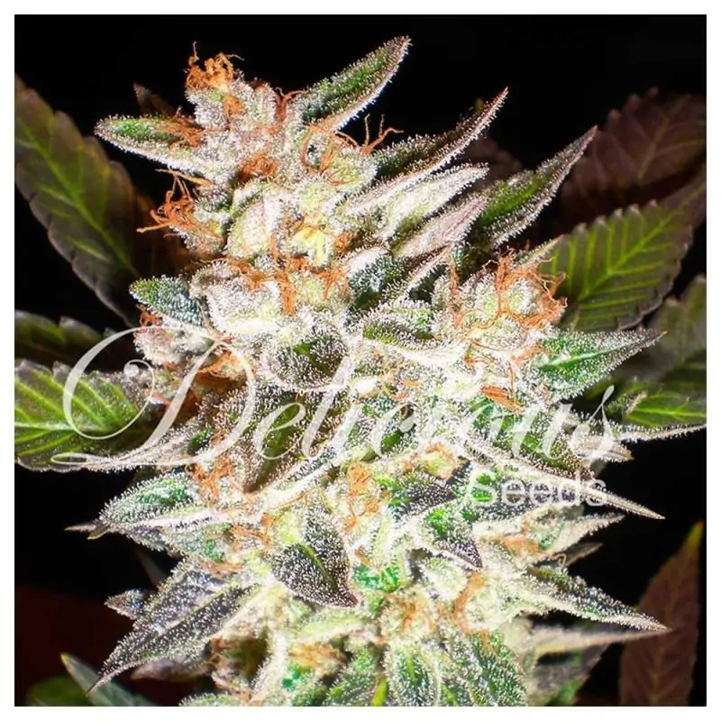 Auto Delicious Candy